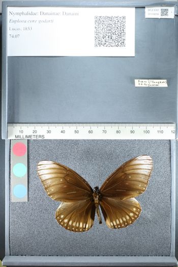 Media type: image;   Entomology 159256